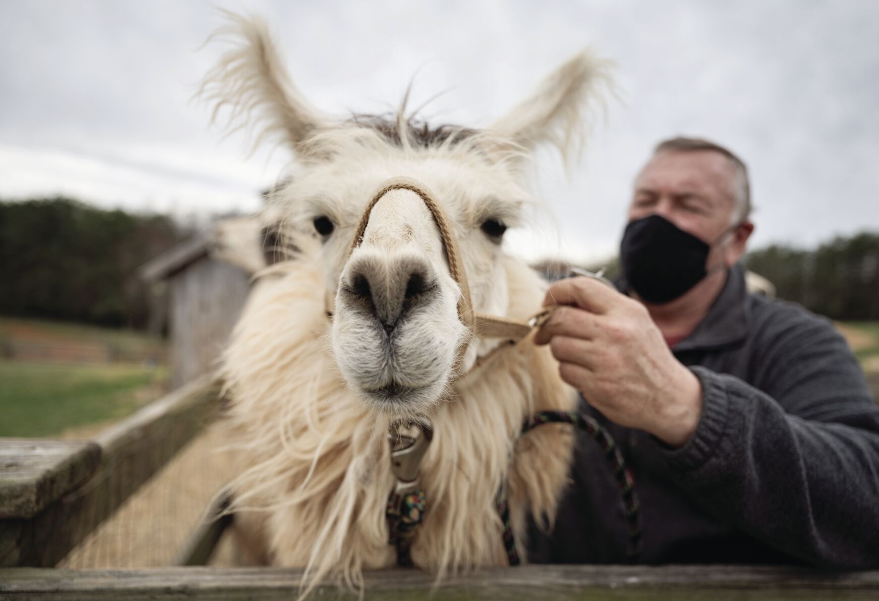 Divine Llama Vineyards